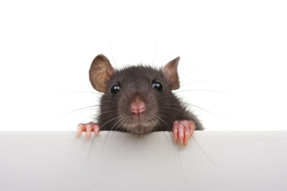 rat
