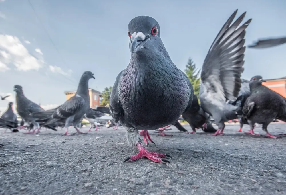 Dépigeonnagewebp