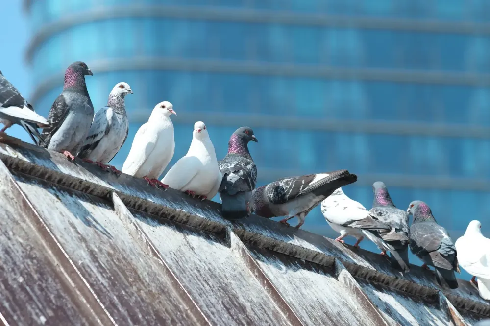 pigeon