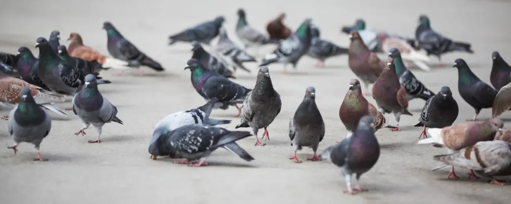 pigeon nuisance