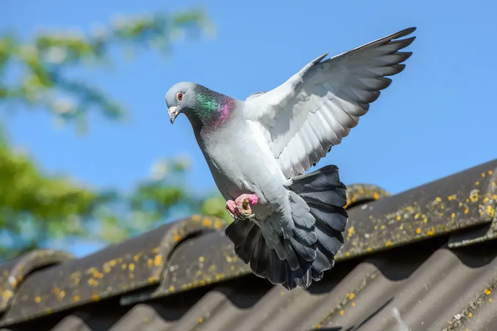 anti-pigeon